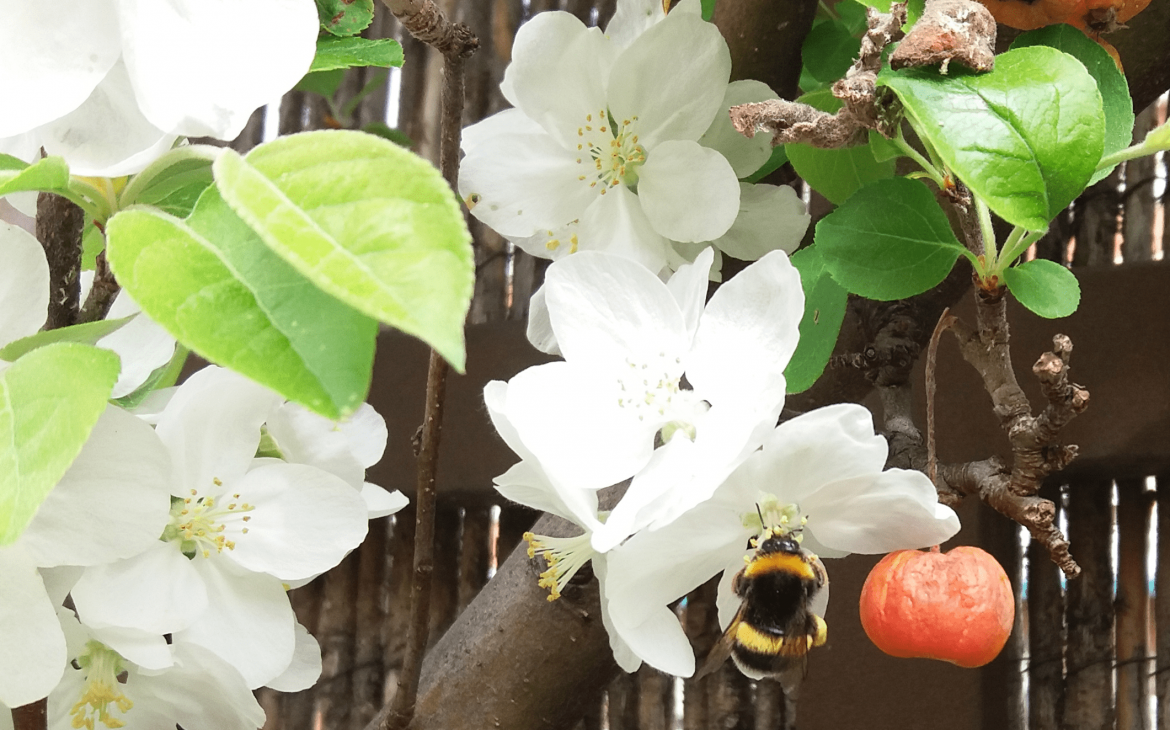 Primavera en la ciudad
