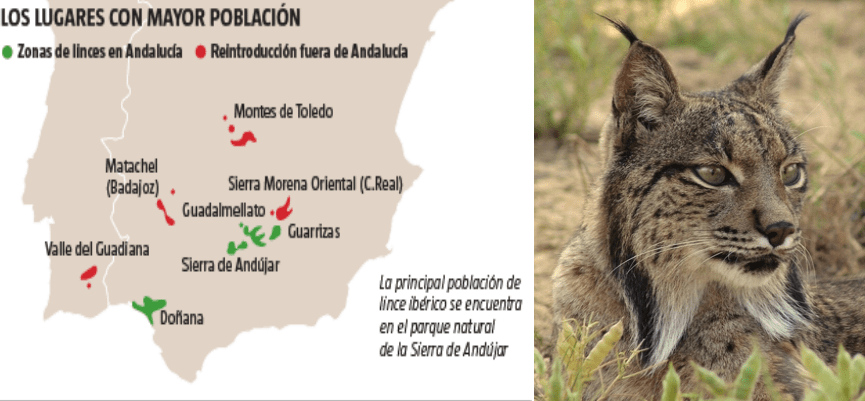 La Legión felina reconquista, lentamente, Hispania