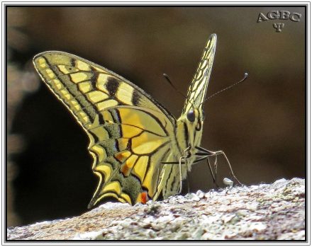 Mariposa Macaón (Papilio machaon)